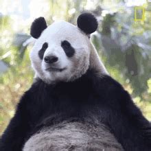 Panda China GIFs .